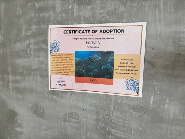 Certyfikat adopcji żółwia