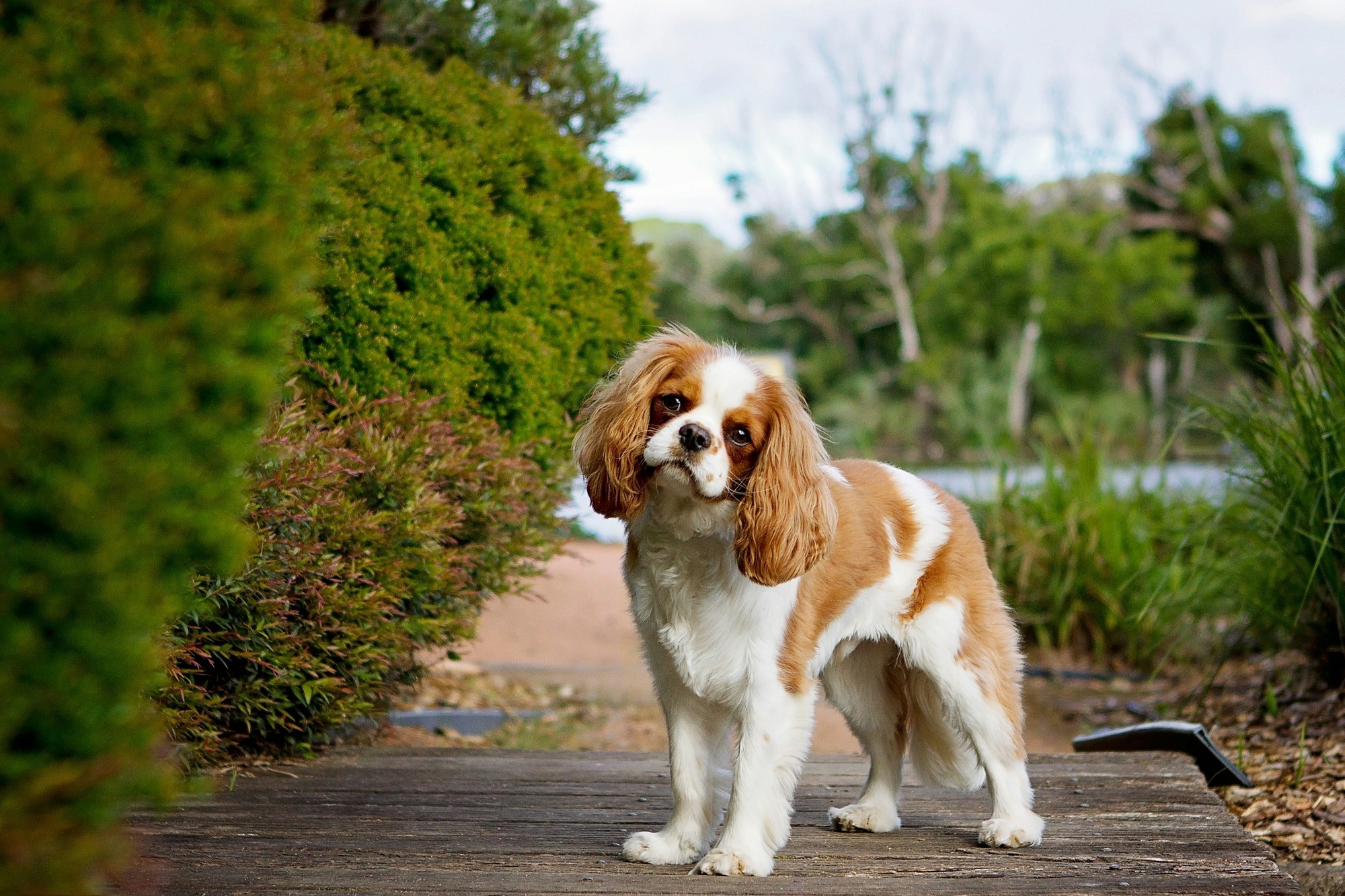 Cavalier King Charles španiel.