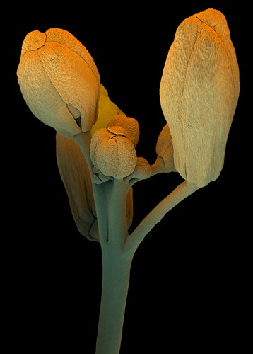 „Black Mustard Blossoms”