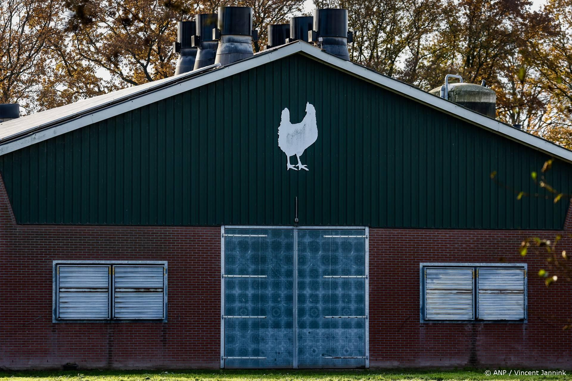 288.000 dieren worden geruimd: vogelgriep in Limburg en Overijssel