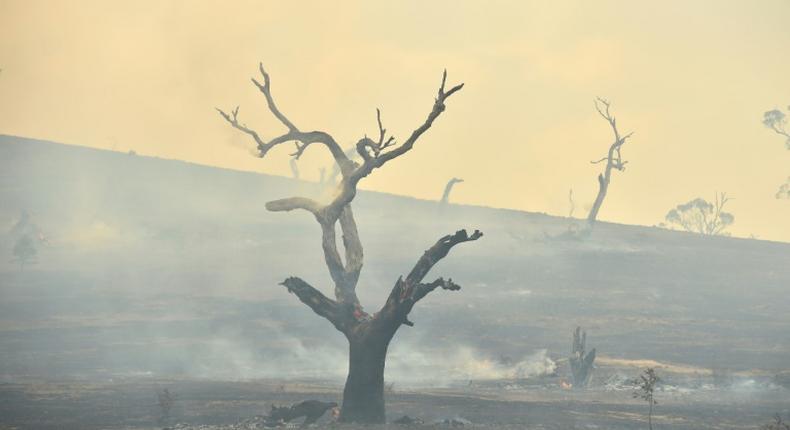 The devastating fires have raged since September, burning more than 10 million hectares (25 million acres) and killing 33 people