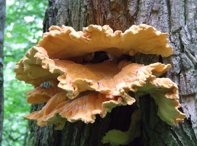 Uroki Puszczy Białowieskiej © www.tydecydujesz.org Fot. Jacek Winiarski