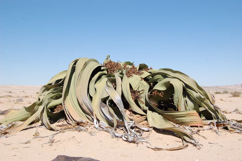 Welwiczja przedziwna (Welwitschia mirabilis)