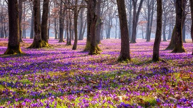 Szybki quiz o wiośnie. Dasz radę uzyskać maksymalną liczbę punktów? [QUIZ]