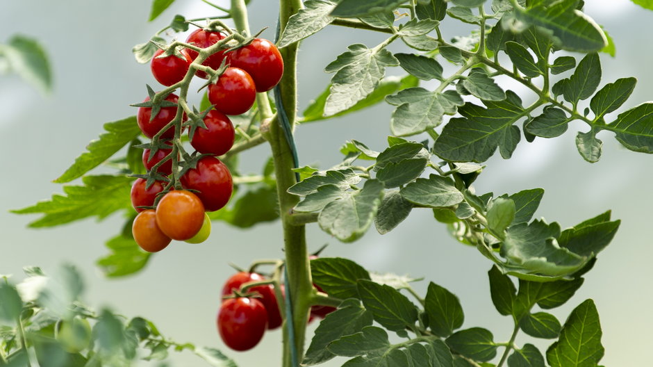 Dzięki podwiązywaniu krzewy pomidorów ni łamią się pod swoim ciężarem - Vesna/stock.adobe.com