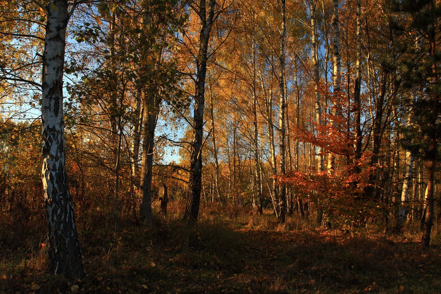 Mińsk Mazowiecki jesienią