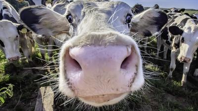 Według naukowców przyspieszenie wzrostu w Europie miało związek z masowym rozpoczęciem hodowli bydła i piciem mleka krowiego oraz jego przetworów