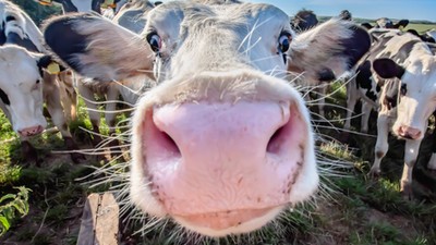 Według naukowców przyspieszenie wzrostu w Europie miało związek z masowym rozpoczęciem hodowli bydła i piciem mleka krowiego oraz jego przetworów