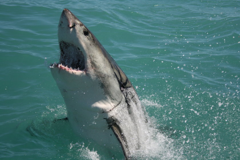 Rekiny atakują na Wyspach Kanaryjskich