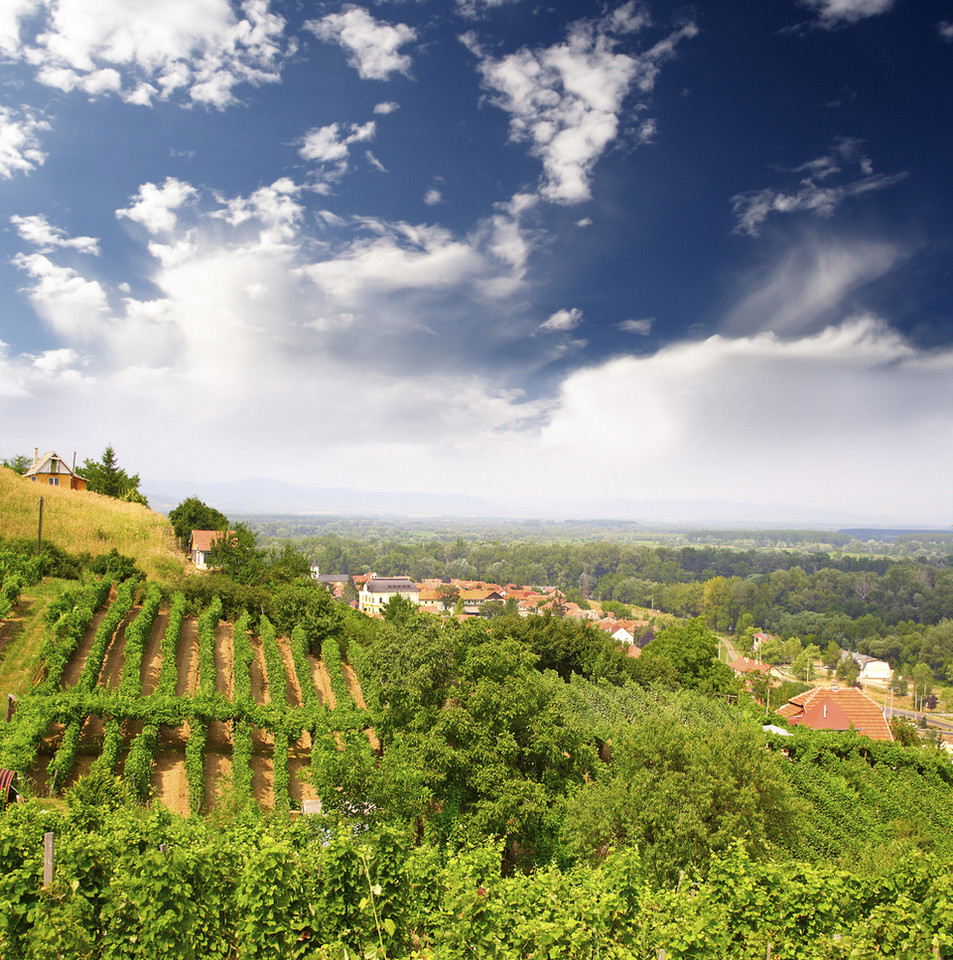 Kuchnia węgierska i wino