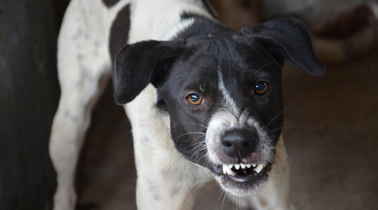 Motorozó kisfiúra rontottak a kóbor kutyák Romániában / Illusztráció: Pixabay
