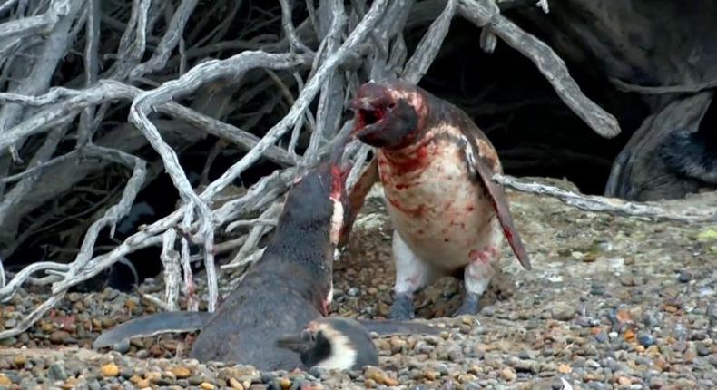 2 male penguins fighting for the affection of a female penguin 