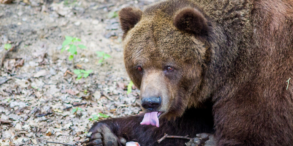 Nie żyje niedźwiedź Misza z poznańskiego zoo