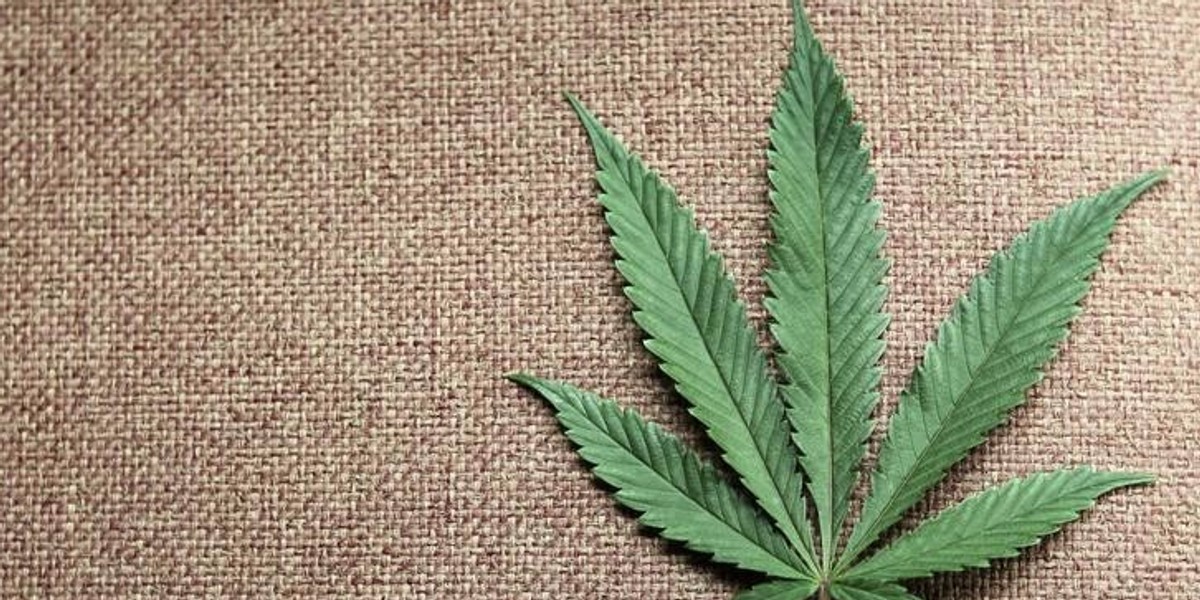 A marijuana leaf displayed at Canna Pi medical marijuana dispensary in Seattle.