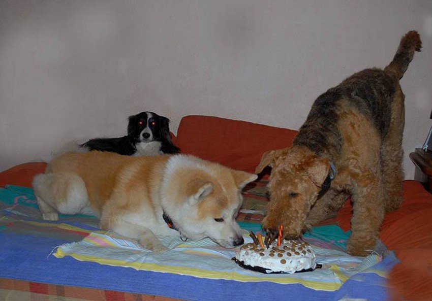 Jovana napominje da je Kin dresiran pas