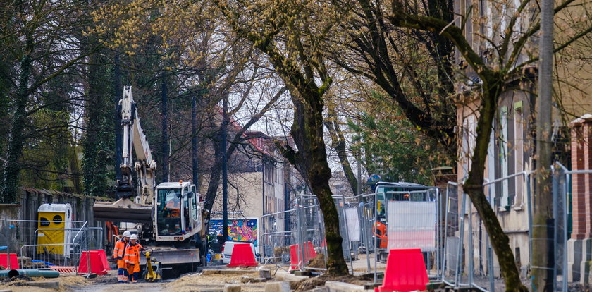 Wytną drzewa na Piekarskiej w Bytomiu. Jest bunt społeczników