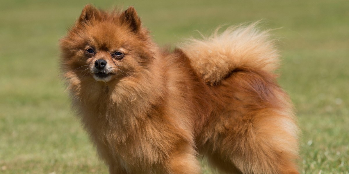 pomeranian dog