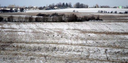 Ten mróz to tragedia, za którą słono zapłacimy