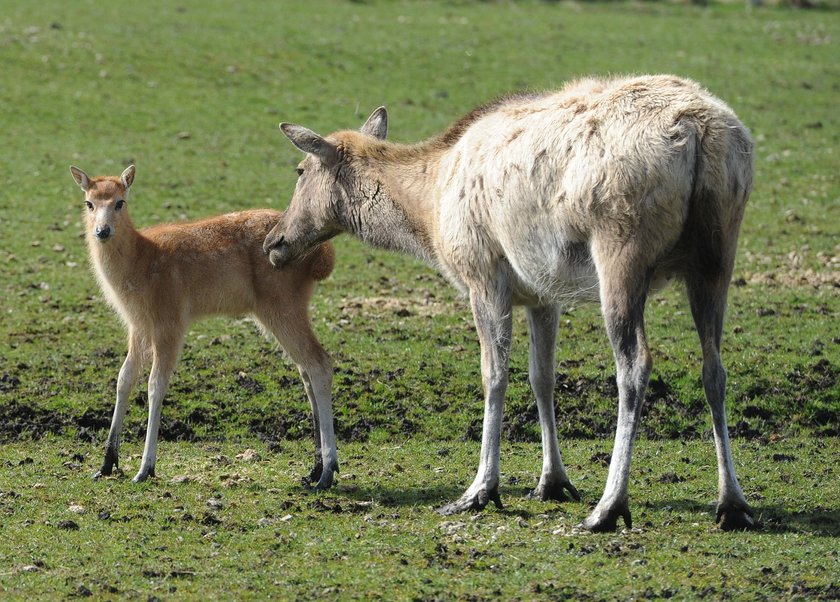 seksafera w zoo