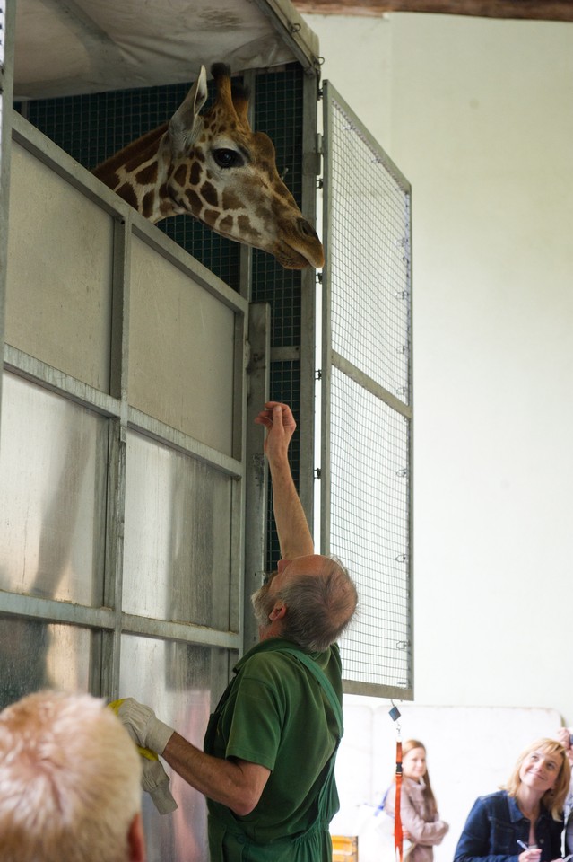 Nowa żyrafa w łódzkim ZOO