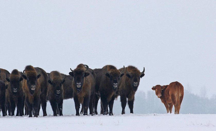 Krowa na gigancie zagraża żubrom