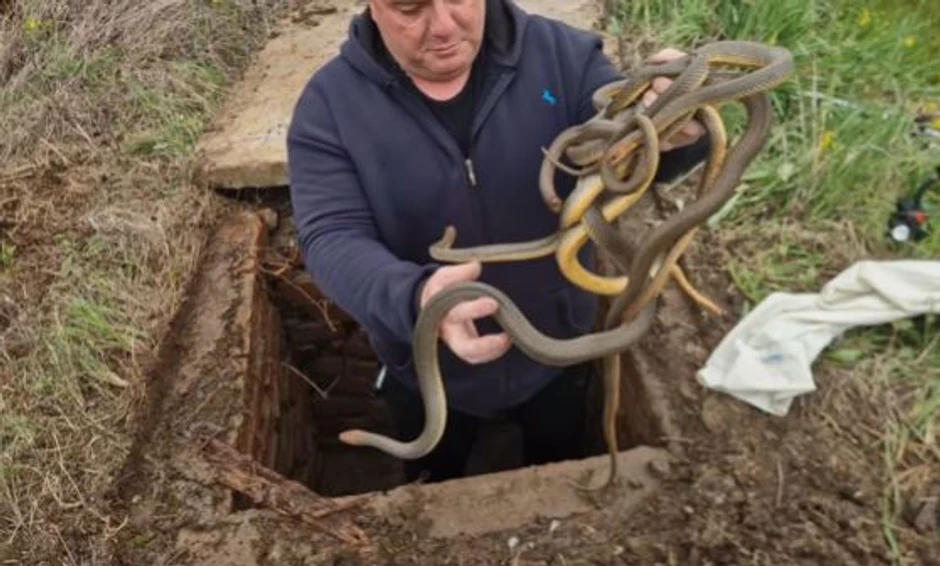 Vladica Stanković uhvatio 6 zmija