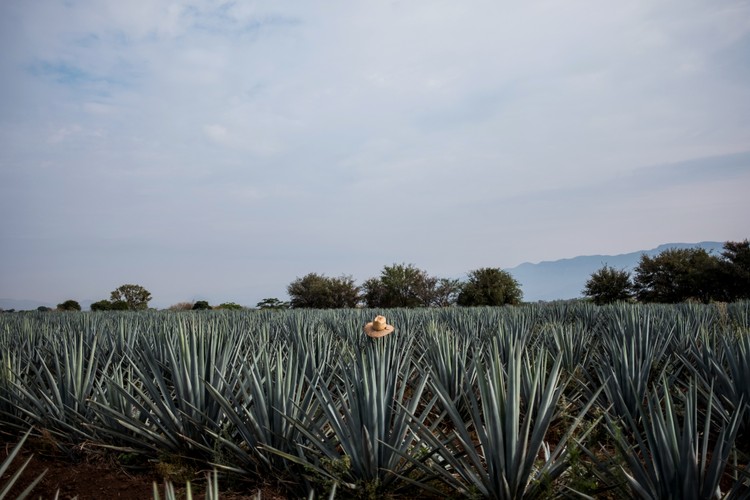 Kapelusz na agawach niebieskich rosnących w Tequili w Meksyku