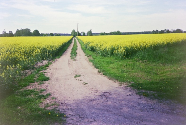 Pole rzepaku na Podlasiu