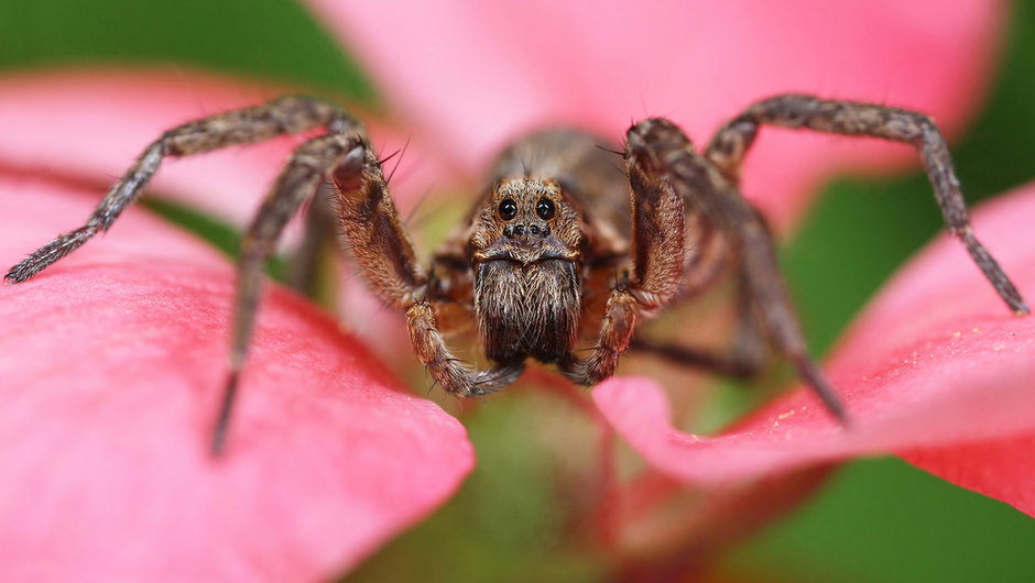 Tarantula włoska (Lycosa tarantula)