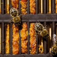 Gyógyító méhek: megölte a propolisz a ráksejteket ennél a daganatnál
