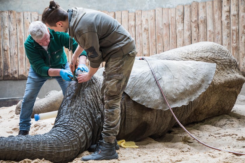 Słoń z poznańskiego zoo przeszedł operację