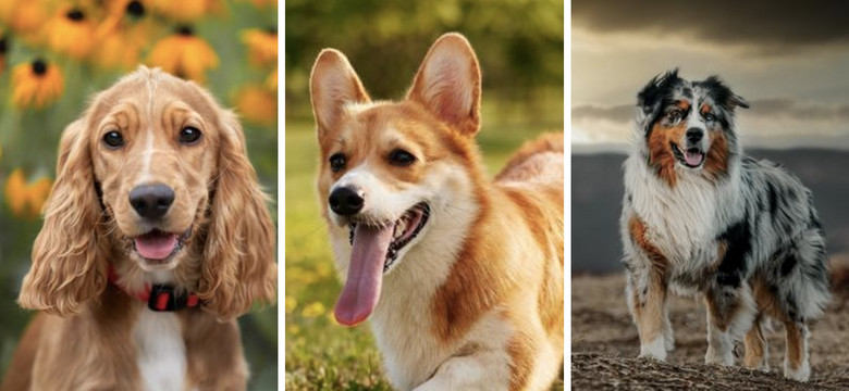 Rozpoznasz rasę psa na zdjęciu? Uwaga na podchwytliwe pytania! [QUIZ]