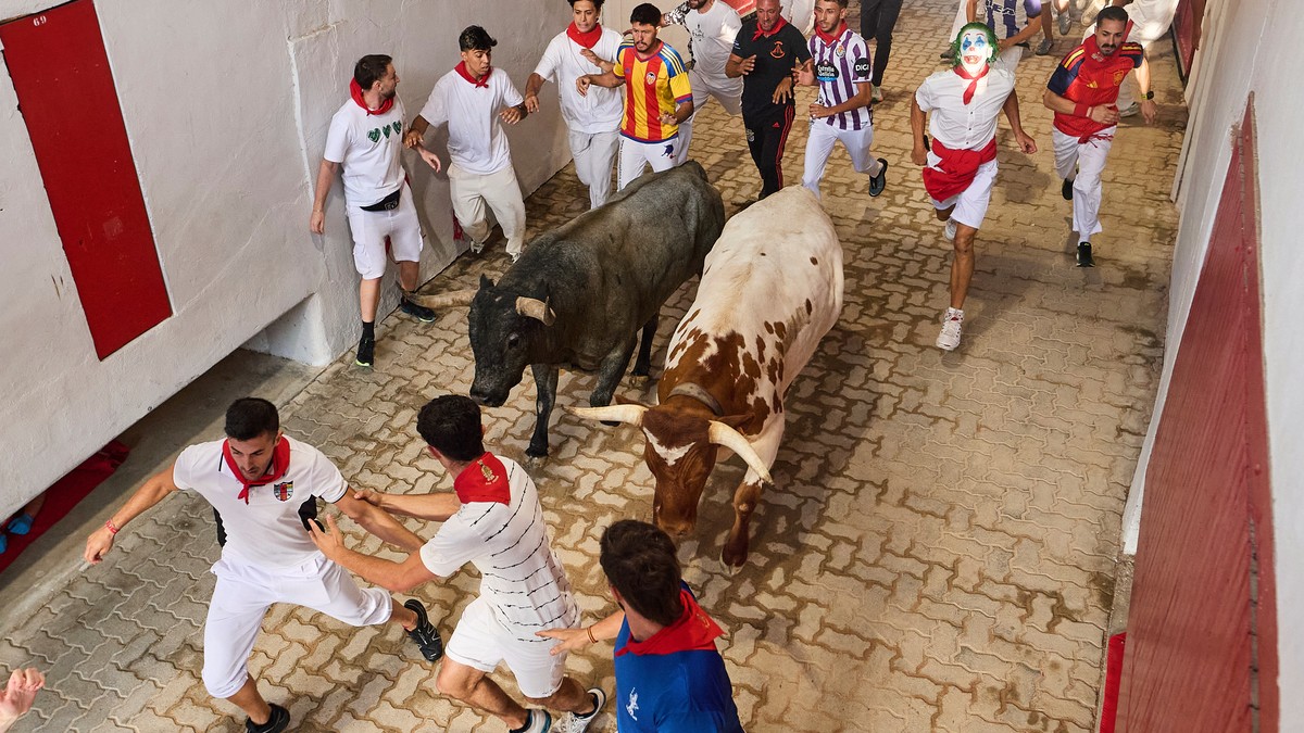 Trka s bikovima u Španiji