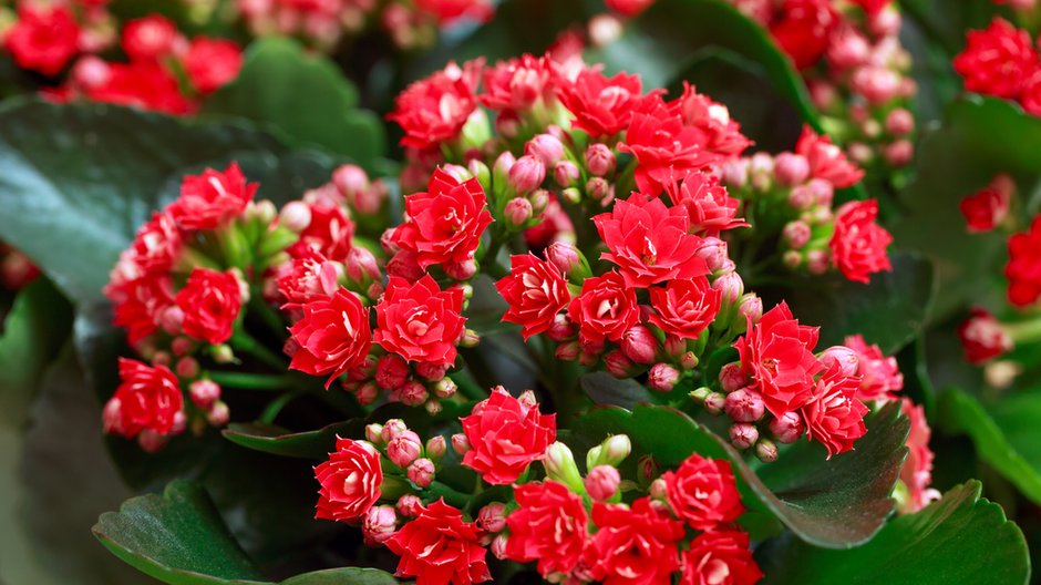 Kalanchoe jest bardzo prosta w uprawie - Nizoli/stock.adobe.com