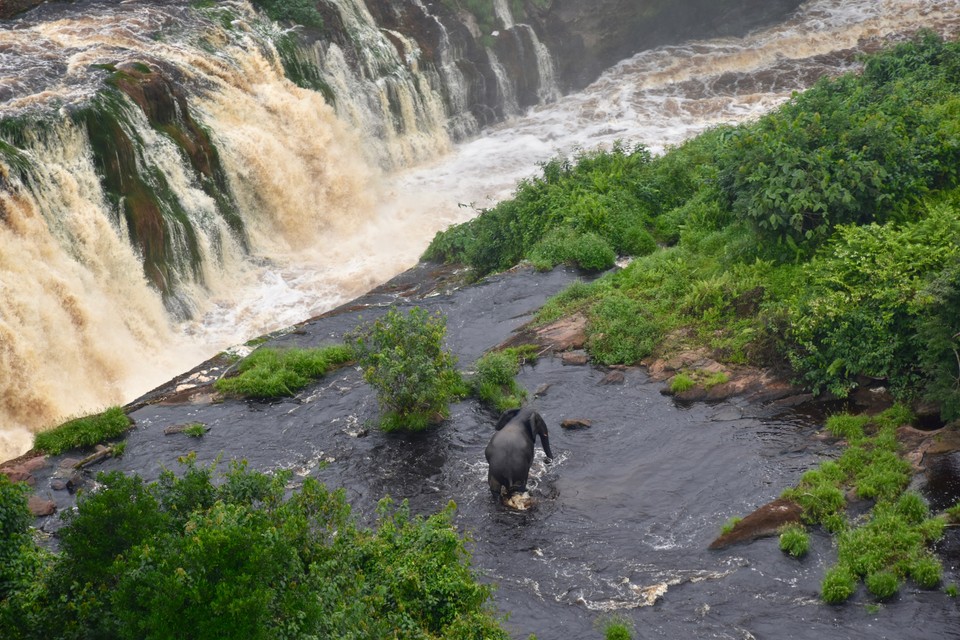 Park Narodowy Ivindo (Gabon)