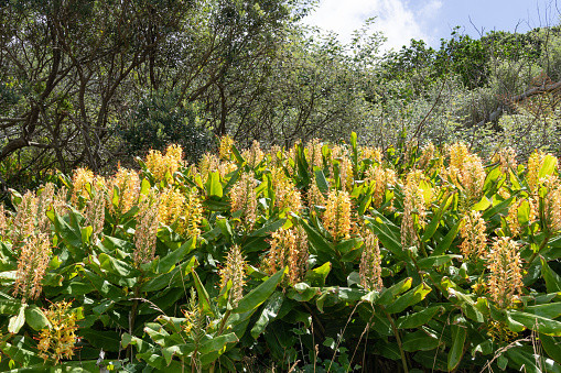 Wianecznik Gardnera