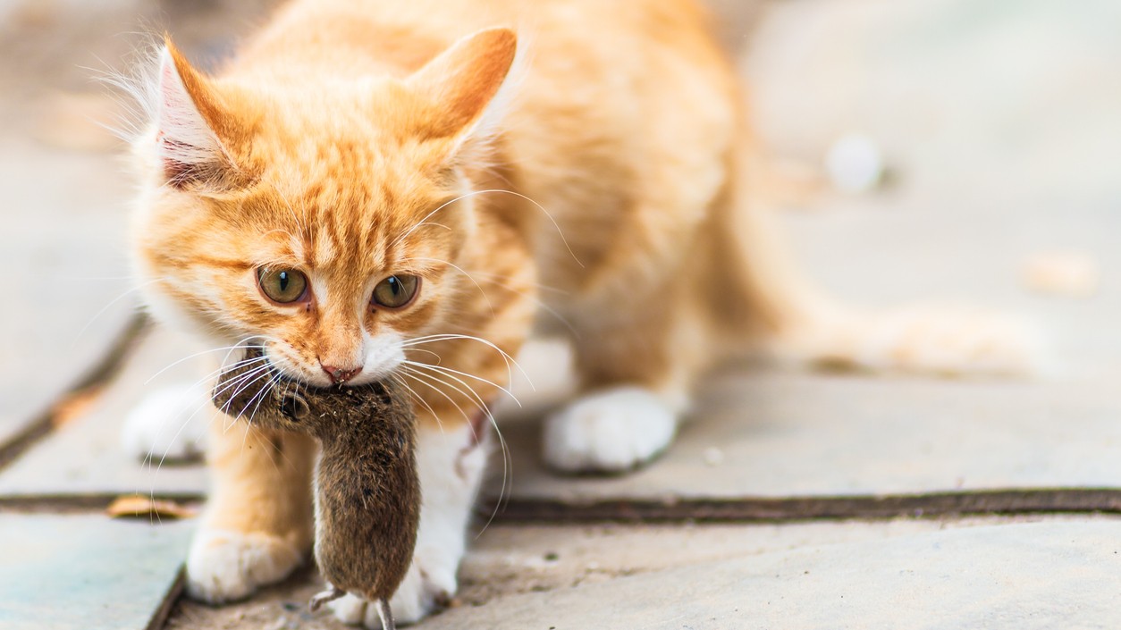 Mačka s ulovenou korisťou.