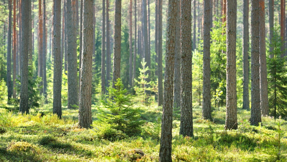 Koronawirus. Od poniedziałku 20.04 przywrócony wstęp do parków i lasów oraz zmiany w handlu