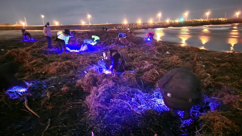 The secret of ultraviolet lights on the Baltic beaches is solved