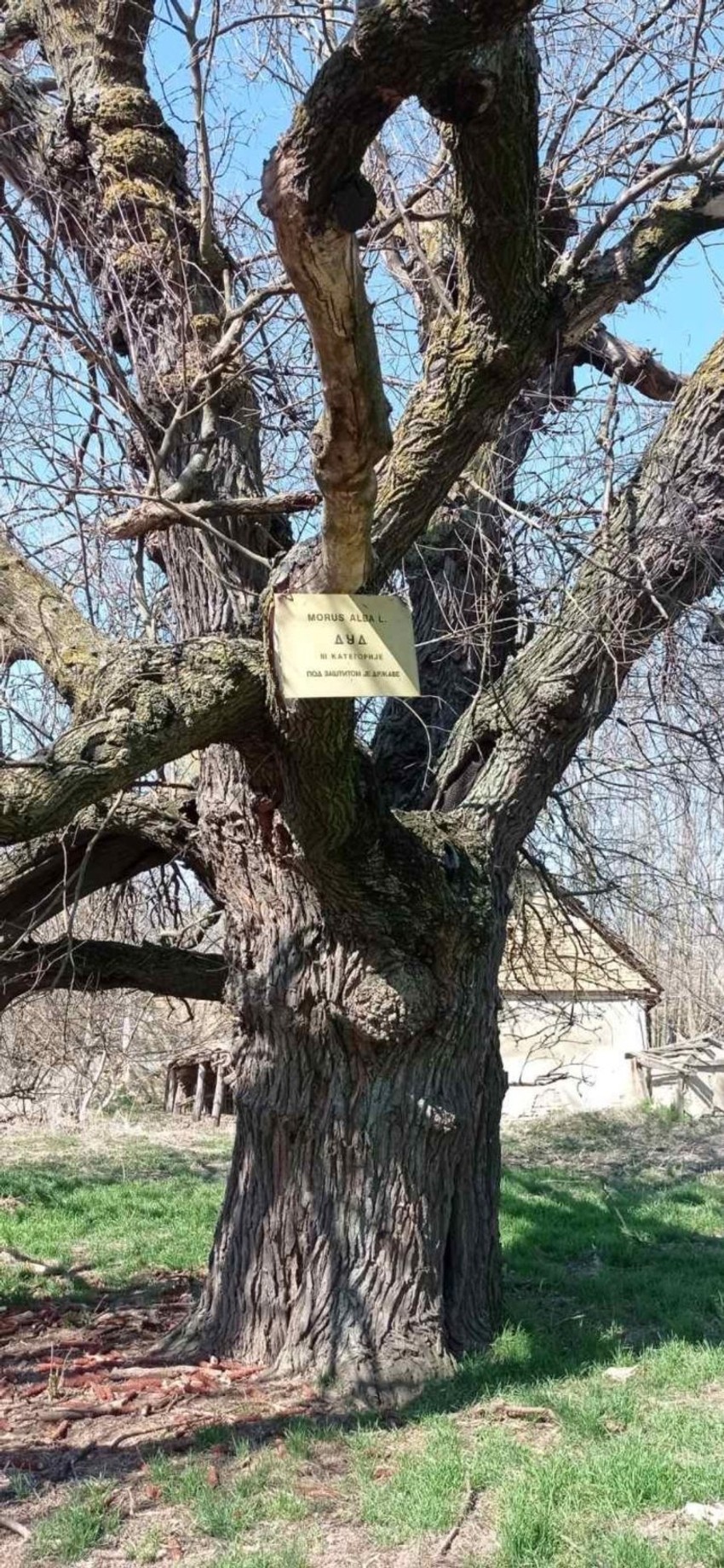 Dud strpljivo i mudro čeka dok ne prođe i najmanja mogućnost za pojavu mraza da bi cvetao
