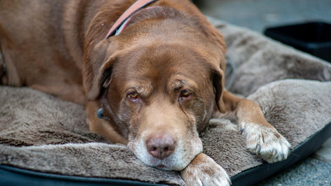 Jak prawidłowo dbać o komfort i wygodę starzejącego się psa? Ważne zasady