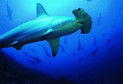 Galeria Ekwador - podwodny świat Wysp Galapagos, obrazek 1