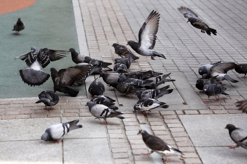 Katowice. Plaga gołębi na rynku