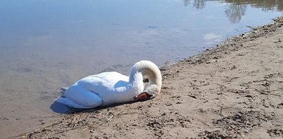 Po smutnym losie gnieźnieńskiego łabędzia, aktywiści grzmią: tak nie dokarmiajcie ptaków