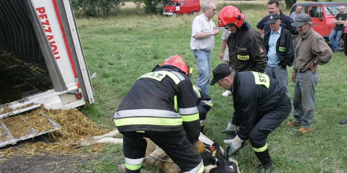 Tragedia uwięzionych zwierząt