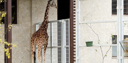 Nowe żyrafy w śląskim ZOO