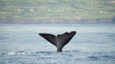 Dziwne zachowanie wielorybów na Azorach