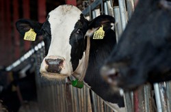 Wojna PSL-u z weterynarzami o państwowe posady