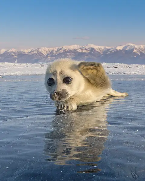 cute-baby-seal-waves-photographer-alexy-trofimov-russia-05a