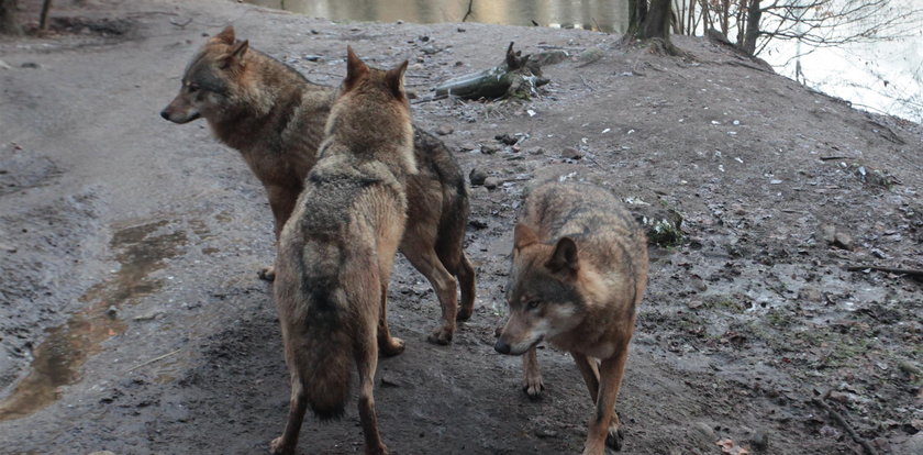 Atak watahy wilków w Sudetach. Polała się krew